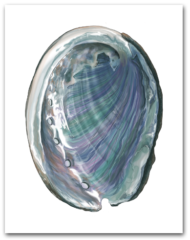 Abalone Interior Nacre Large Vertical Larger