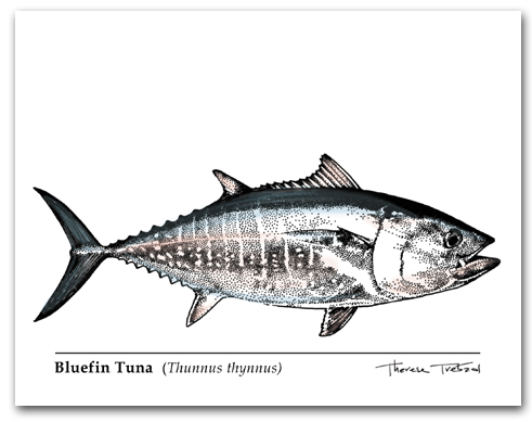 Bluefin Tuna Thunnus thynnus Larger