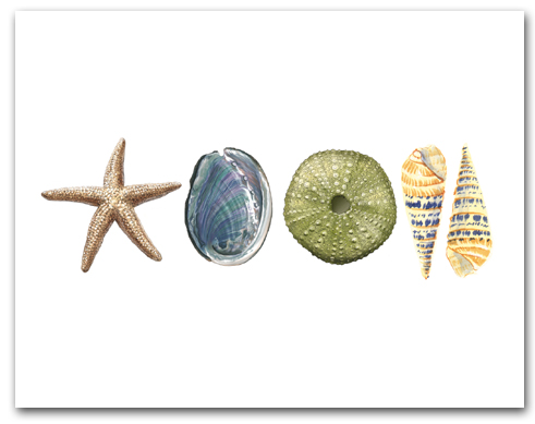Sea Star Abalone Green Sea Urchin Augers Row Horizontal Larger