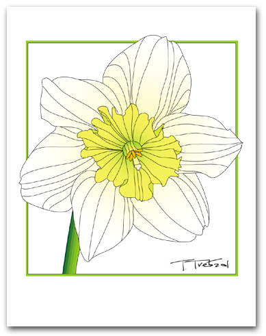 Single Daffodil Flower White Petals Yellow Center Square Outline Larger