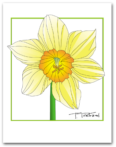 Single Daffodil Flower Yellow Petals Orange Center Square Outline Larger