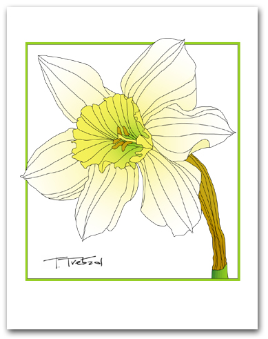 Single Daffodil White Petals Yellow Center Square Outline Larger