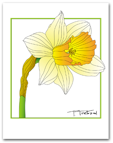 Single Daffodil Yellow Petals Orange Center Square Outline Larger