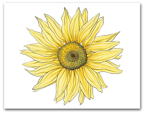 Single Large Yellow Sunflower Larger