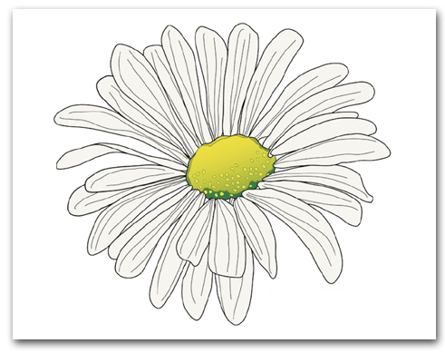 Single White Shasta Daisy Marguerite Yellow Center Larger