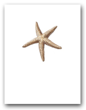 Sea Star Small Vertical