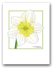 Single Daffodil Flower White Petals Yellow Center Square Outline
