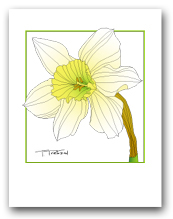 Single Daffodil White Petals Yellow Center Square Outline