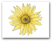 Single Large Yellow Sunflower