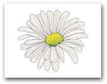 Single White Shasta Daisy Marguerite Yellow Center