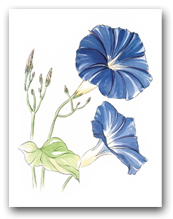 Two Blue Morning Glory Flowers
